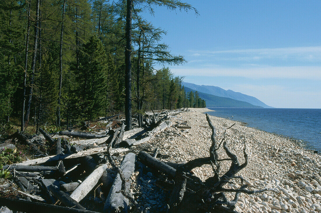Driftwood at Holy Nose peninsula, Lake Baikal, Russia