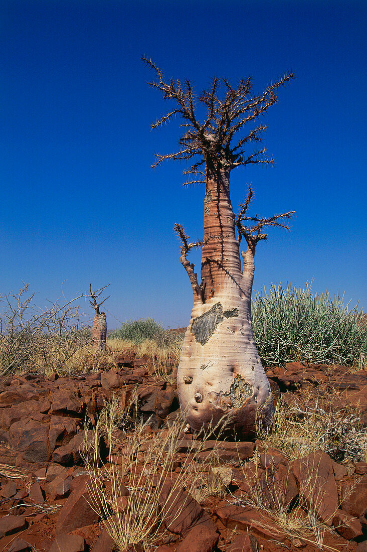 Flaschenbäume im Damaraland, Namibia, Afrika