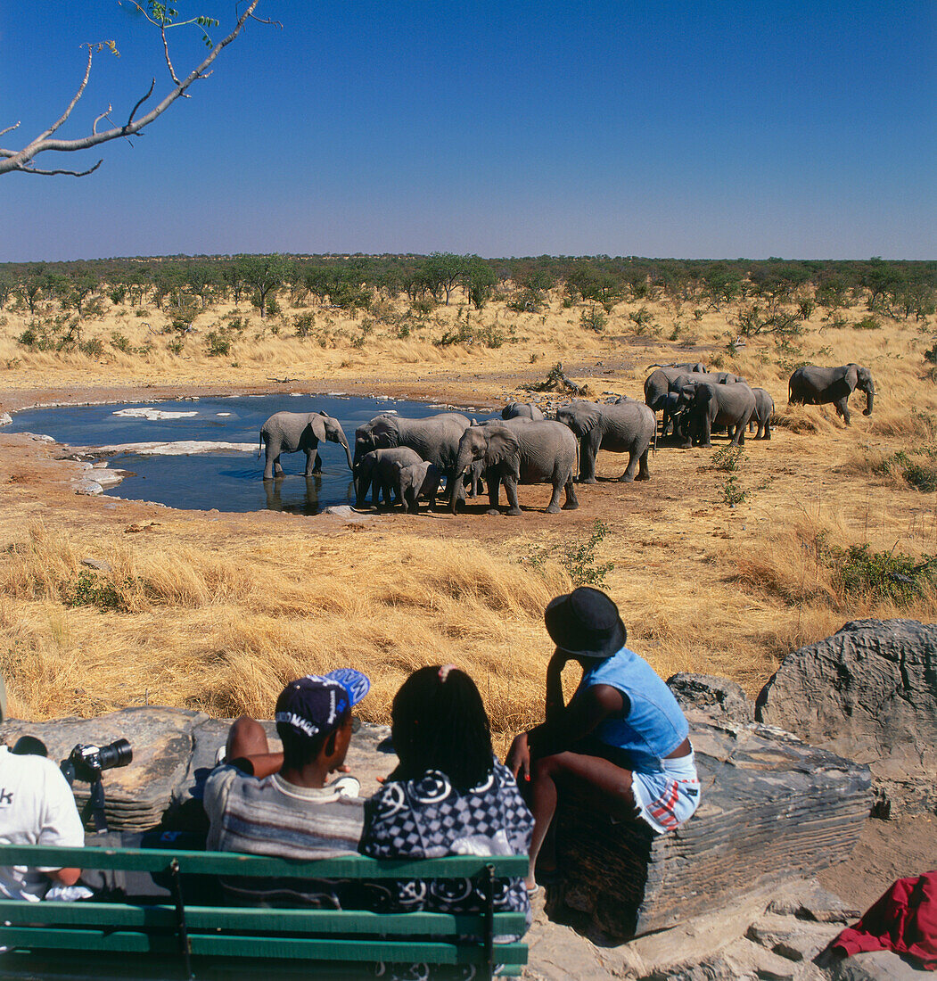 Tourists on a safari watch elephants at water hole, Etosha National Park, Namibia, Africa