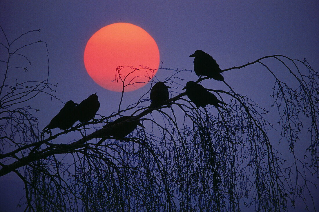 Saatkrähen sitzen auf Ast vor rotem Vollmond