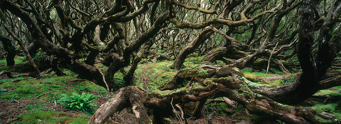 Blick in Rata-Wald, Southern Rata, Enderby Island, Auckland Island, Neuseeland