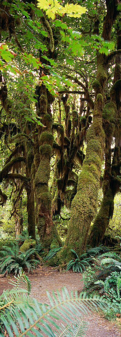 Regenwald, Hoh Rainforest, Olympic Nationalpark, Washington, USA