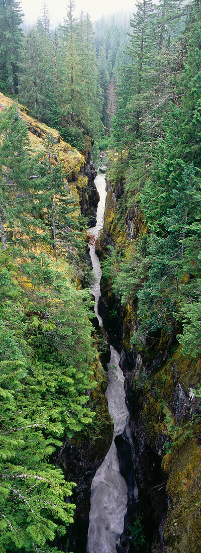 Fluß im Box Canyon, Mount Rainier Nationalpark, Washington, USA