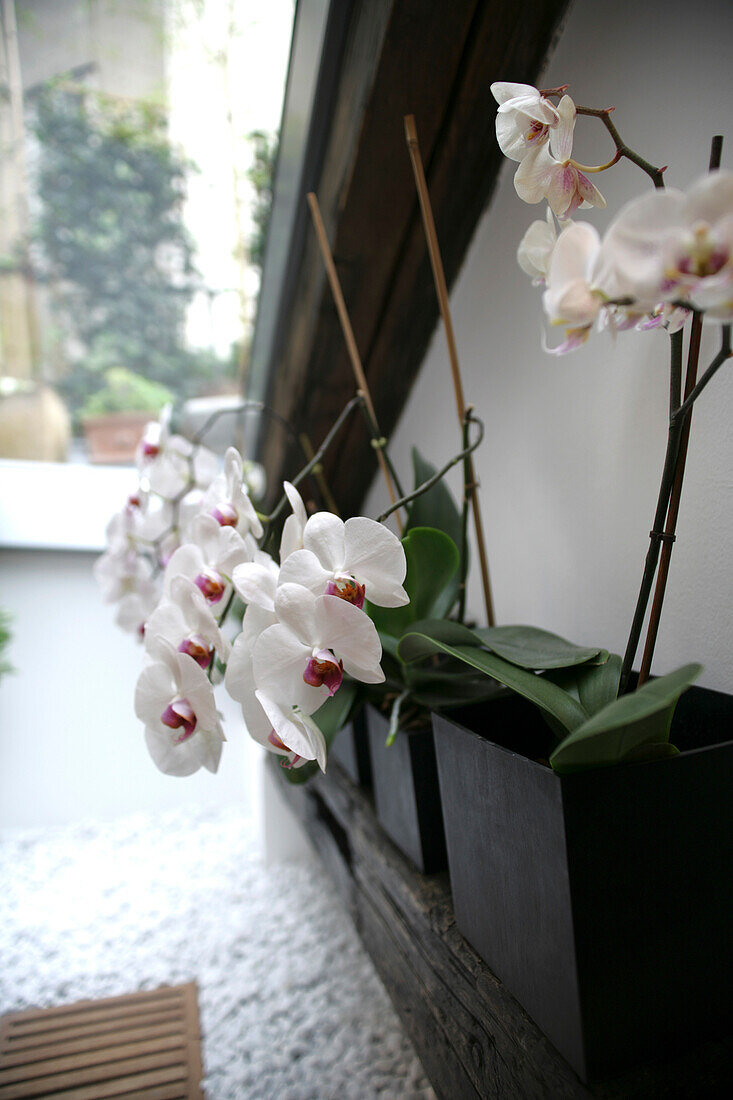Orchids in vases, Living Room, Decoration, Home, Lifestyle