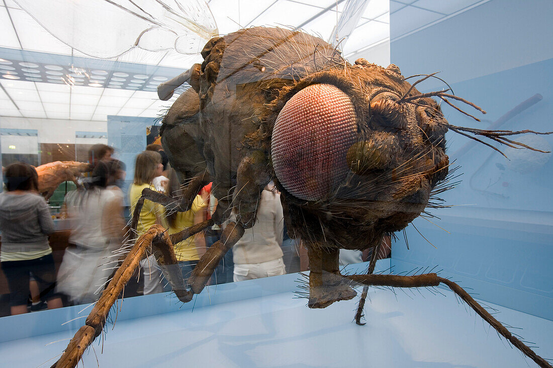 Europe, Germany, Saxony, Dresden, Das Deutsche Hygiene Museum.