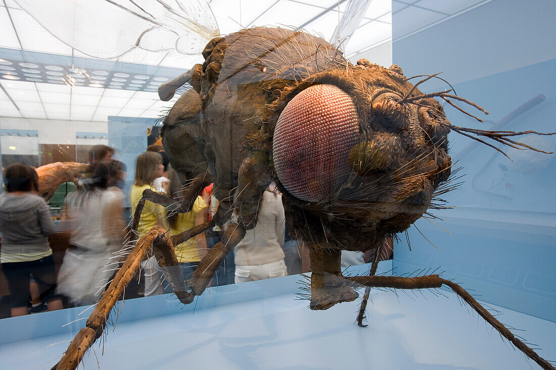 Modell einer Fruchtfliege, Deutsches Hygiene Museum, Dresden, Sachsen, Deutschland