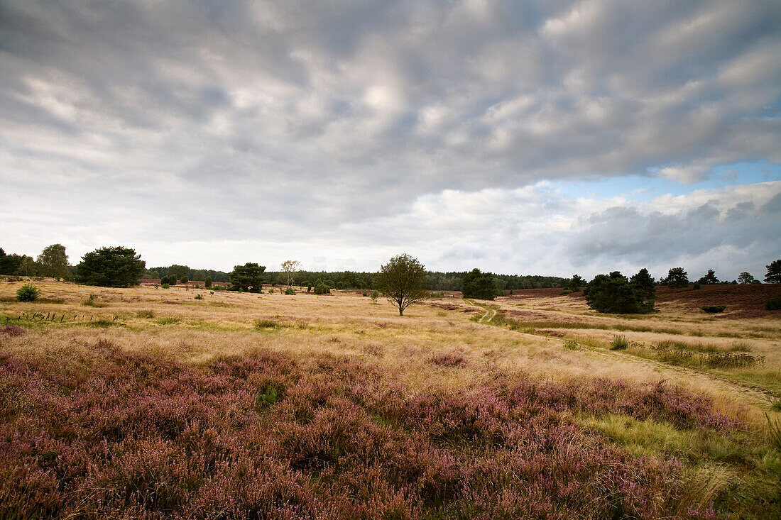 Landschaft in der Lüneburger Heide, Niedersachsen, Deutschland
