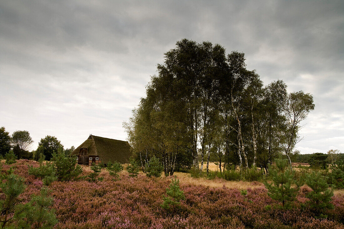 Trees and heather under clouded sky, Luneburg Heath, Lower Saxony, Germany, Europe