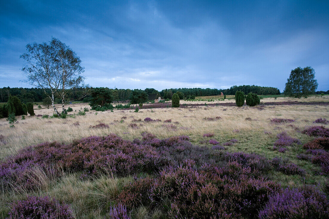 Bäume und Heidekraut unter Wolkenhimmel, Lüneburger Heide, Niedersachsen, Deutschland, Europa