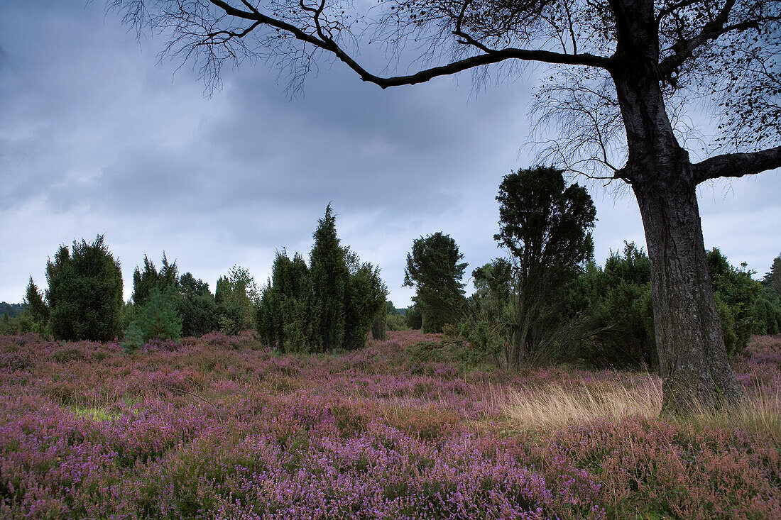 Bäume und Heidekraut unter Wolkenhimmel, Lüneburger Heide, Niedersachsen, Deutschland, Europa