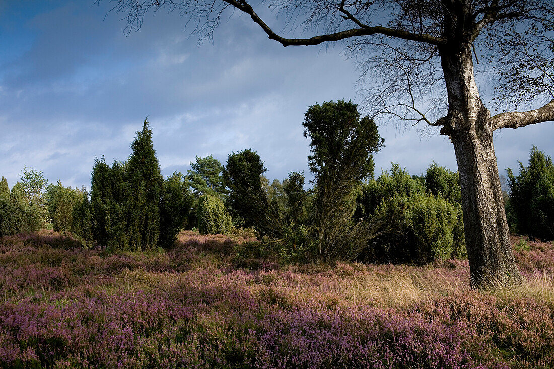 Bäume und Heidekraut unter Wolkenhimmel, Lüneburger Heide, Niedersachsen, Deutschland, Europa