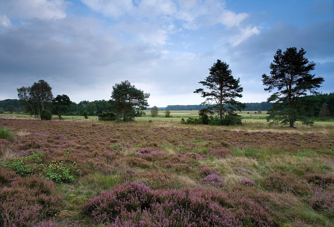 Trees and heather under clouded sky, Luneburg Heath, Lower Saxony, Germany, Europe