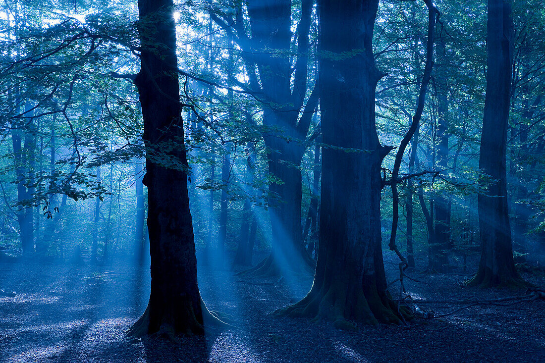 Sunbeams shining through forest Reinhardswald, Hesse, Germany