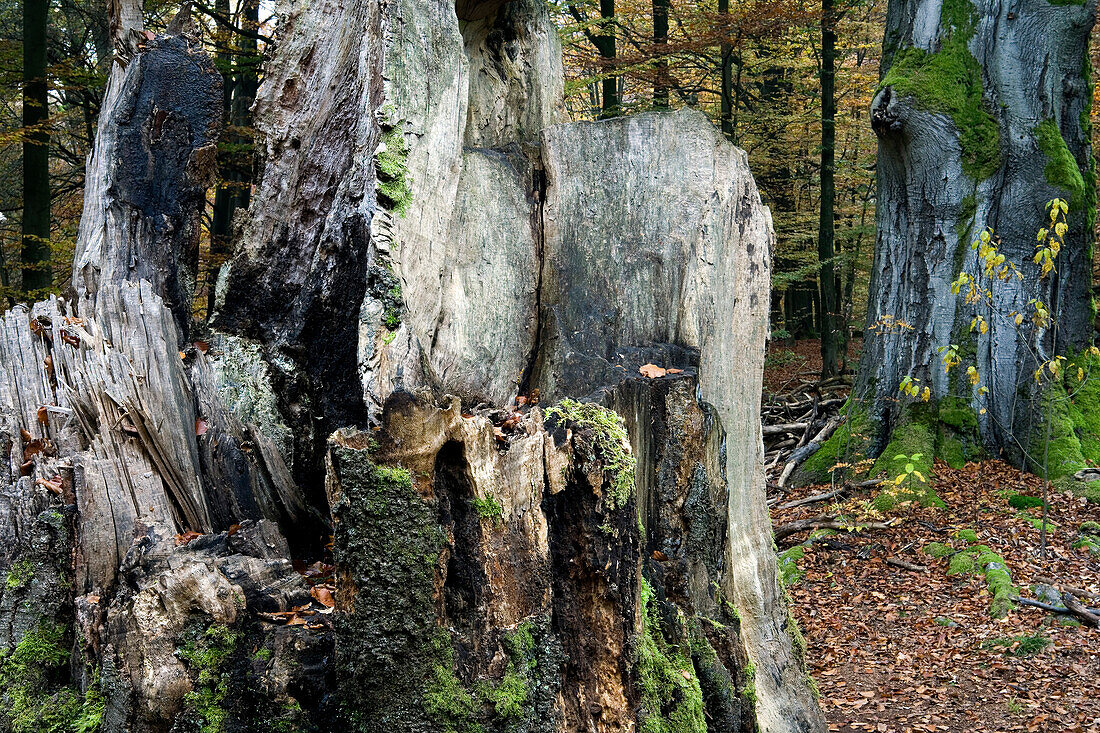Bäume im Reinhardswald im Herbst, Hessen, Deutschland, Europa