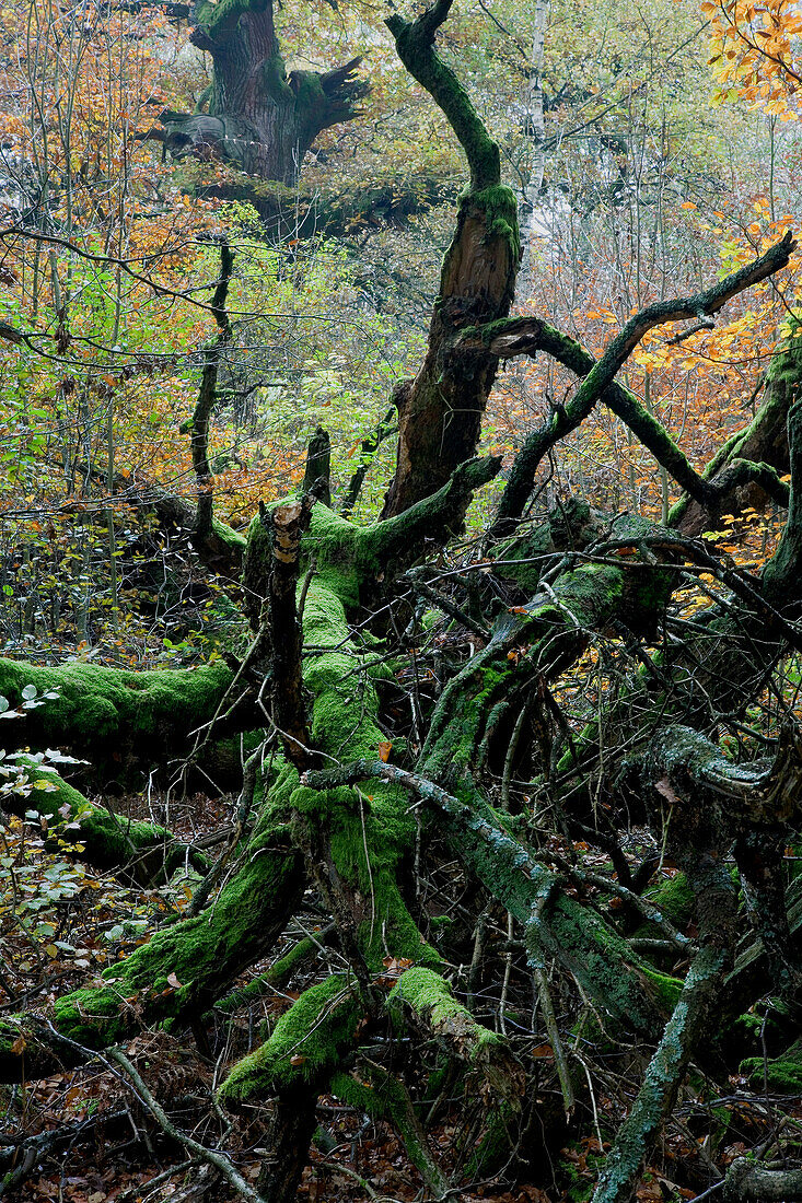 Trees at Reinhardswald in autumn, Hesse, Germany, Europe