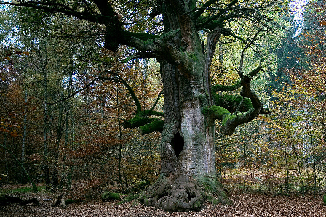 Old tree in forest Reinhardswald, Hesse, Germany