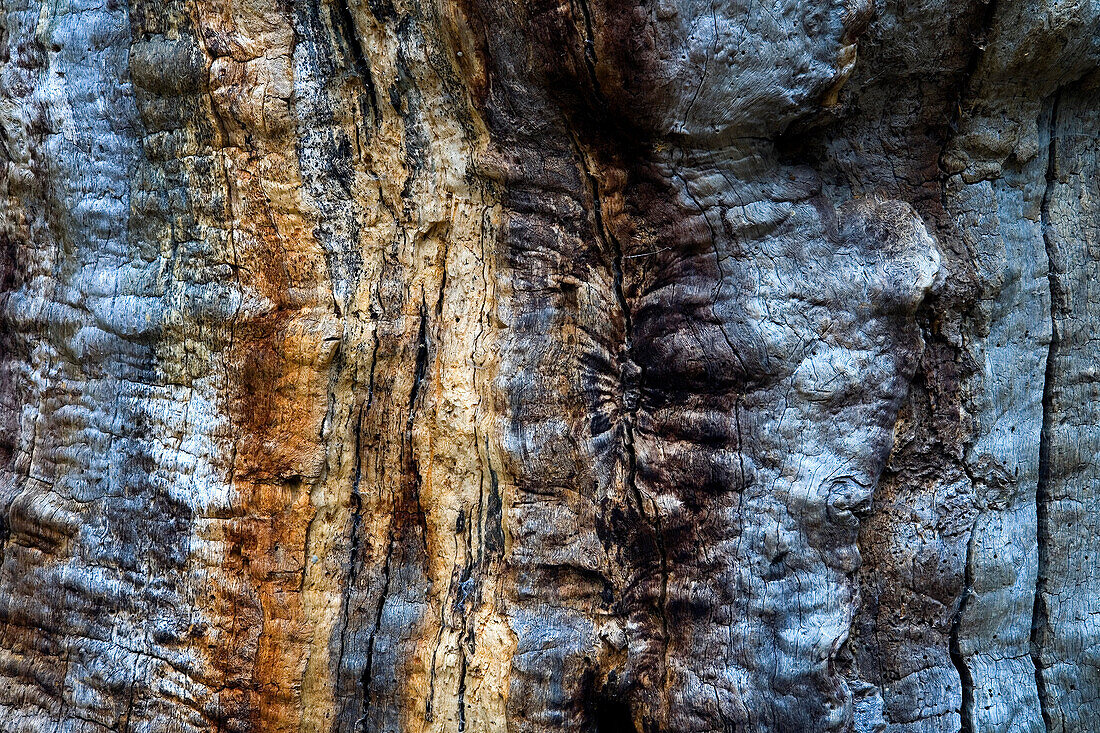 Close-up of tree bark, Reinhardswald, Hesse, Germany, Europe