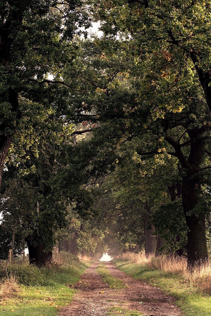 Alley of oak trees, Reinhardswald, Beberbeck, Hofgeismar, Hesse, Germany