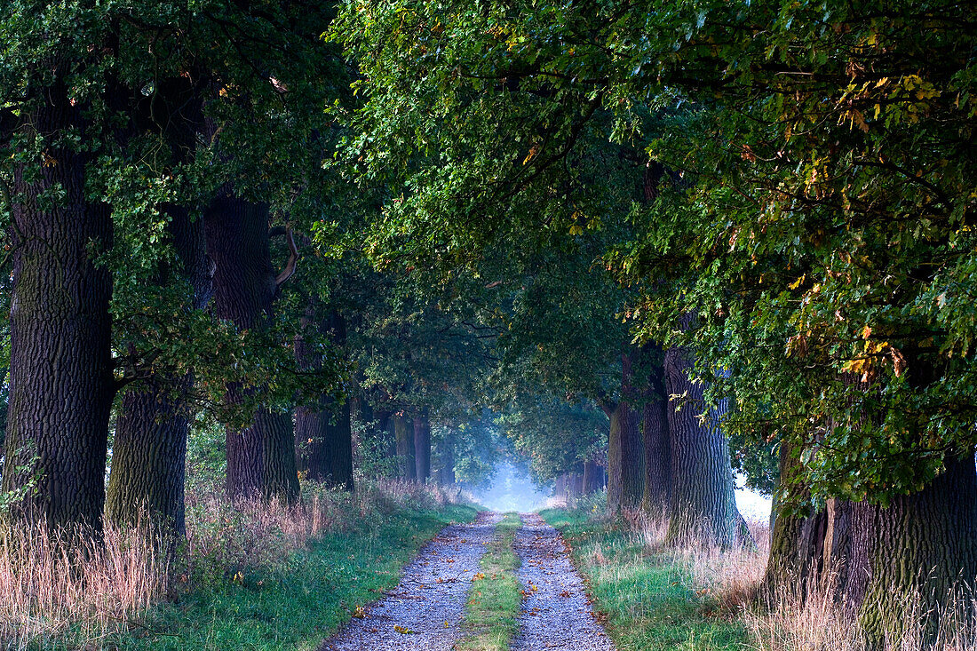 Deserted oak alley at Reinhardswald, Domain Beberbeck, Hesse, Germany, Europe