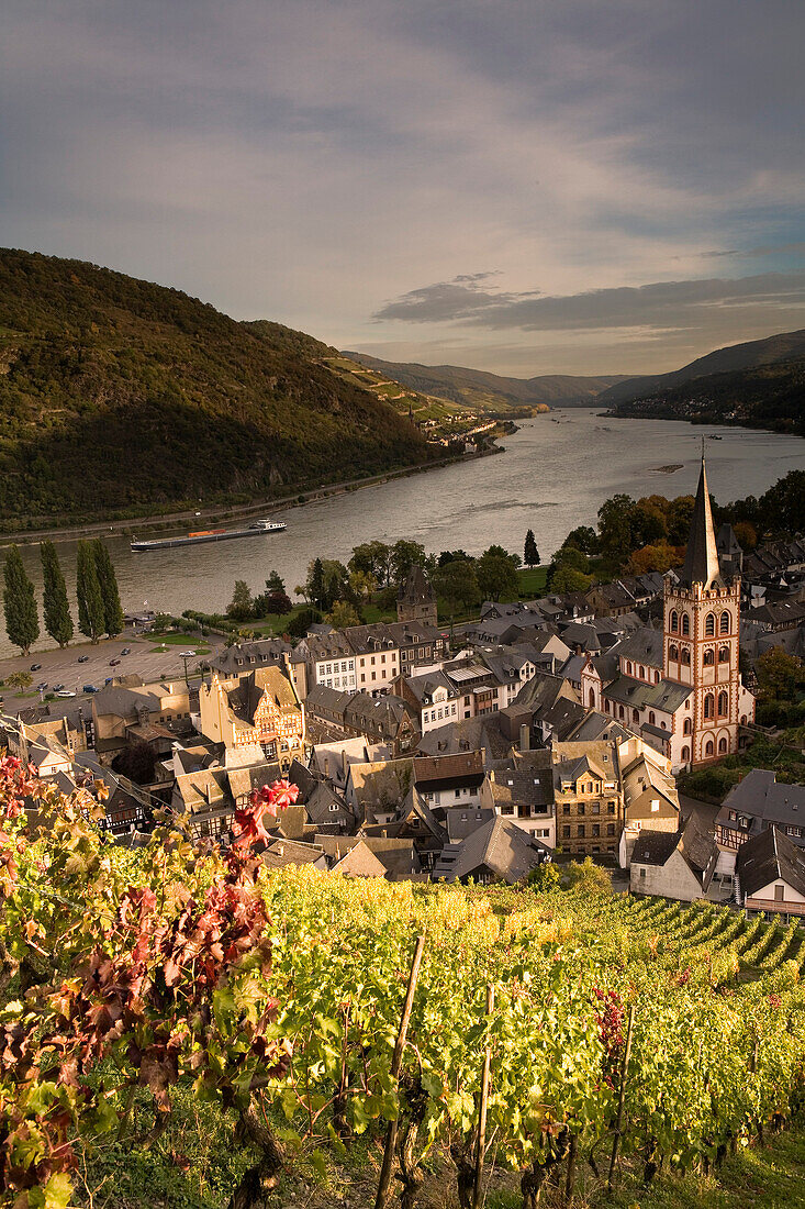 View upon Bacharach on the Rhine with church St. Peter, Bacharach, Rhineland-Palatinate, Germany, Europe