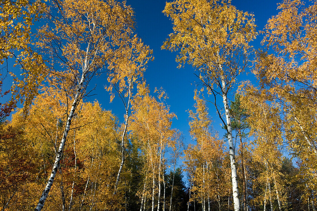 Autumnal birch trees in front of blue sky, Saxon Switzerland, Elbsandsteingebirge, Saxony, Germany, Europe