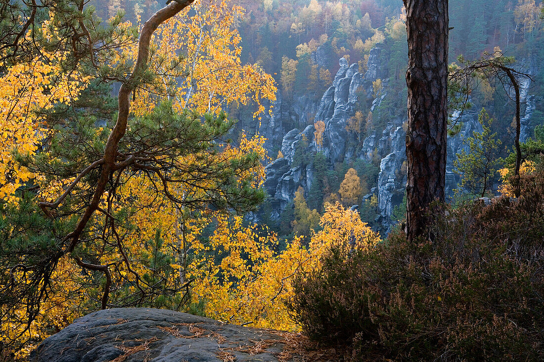 Rocks and autumnal forest, Saxon Switzerland, Elbsandsteingebirge, Saxony, Germany, Europe