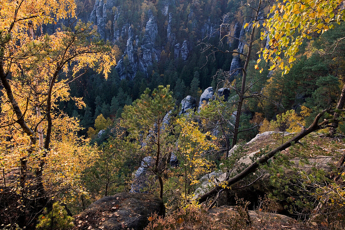 Felsen und herbstlicher Wald, Sächsische Schweiz, Elbsandsteingebirge, Sachsen, Deutschland, Europa