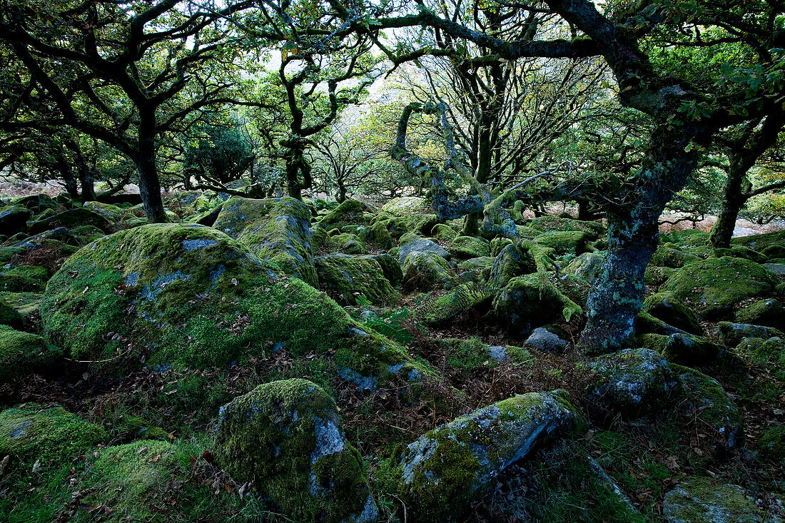 Europe, England, Devon, oak forest Wistman`s Wood in the Dartmoor near Two Bridges