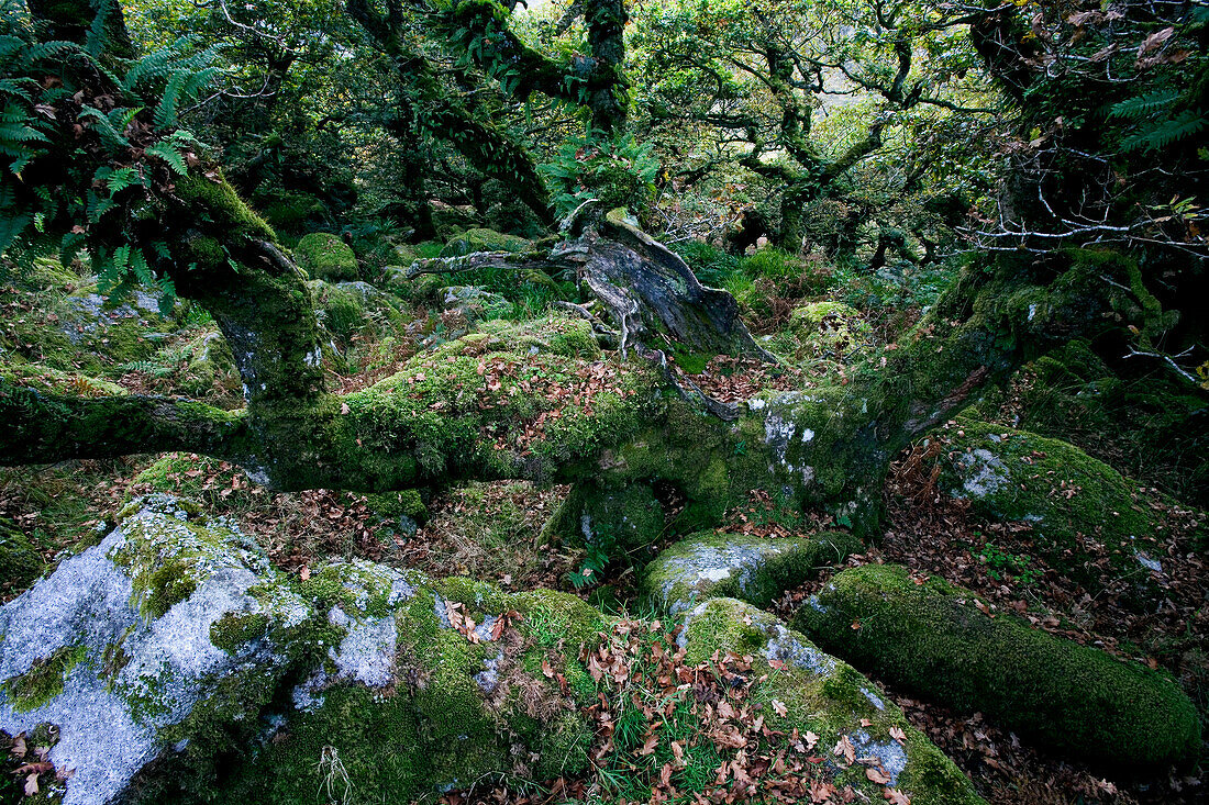 Europe, England, Devon, oak forest Wistman`s Wood in the Dartmoor near Two Bridges