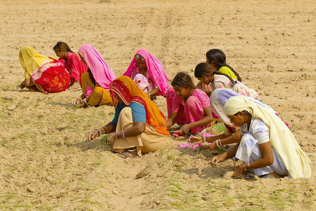 Women working in a field on the road from Khimsar to Jaisalmer, Rajasthan, India