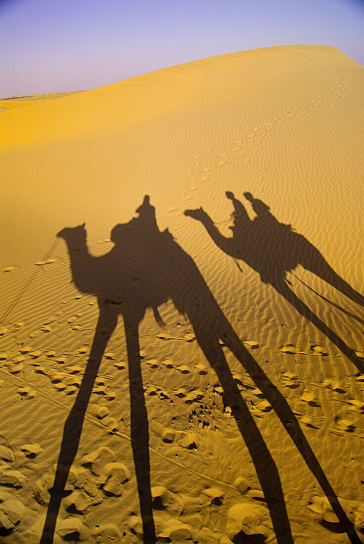 Shadow of camels on sand at the Kanoi Sand Dunes, Thar Desert, near Jaisalmer, Rajasthan, India