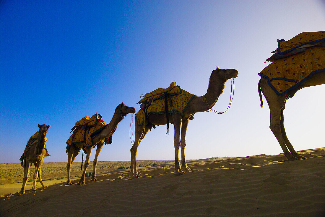A line of camels mounts a rise in the Kanoi Sand Dunes, Thar Desert near Jaisalmer, Rajasthan, India