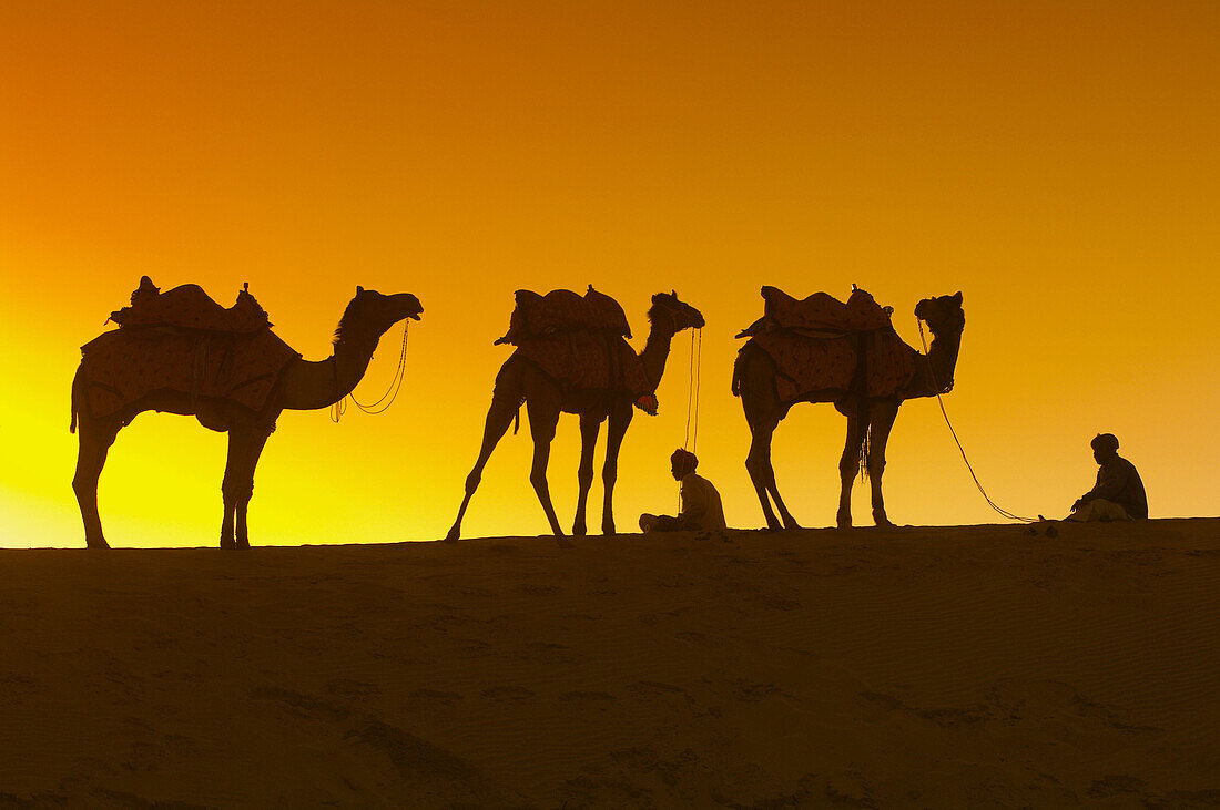 A line of camels mounts a rise in the Kanoi Sand Dunes, Thar Desert near Jaisalmer, Rajasthan, India