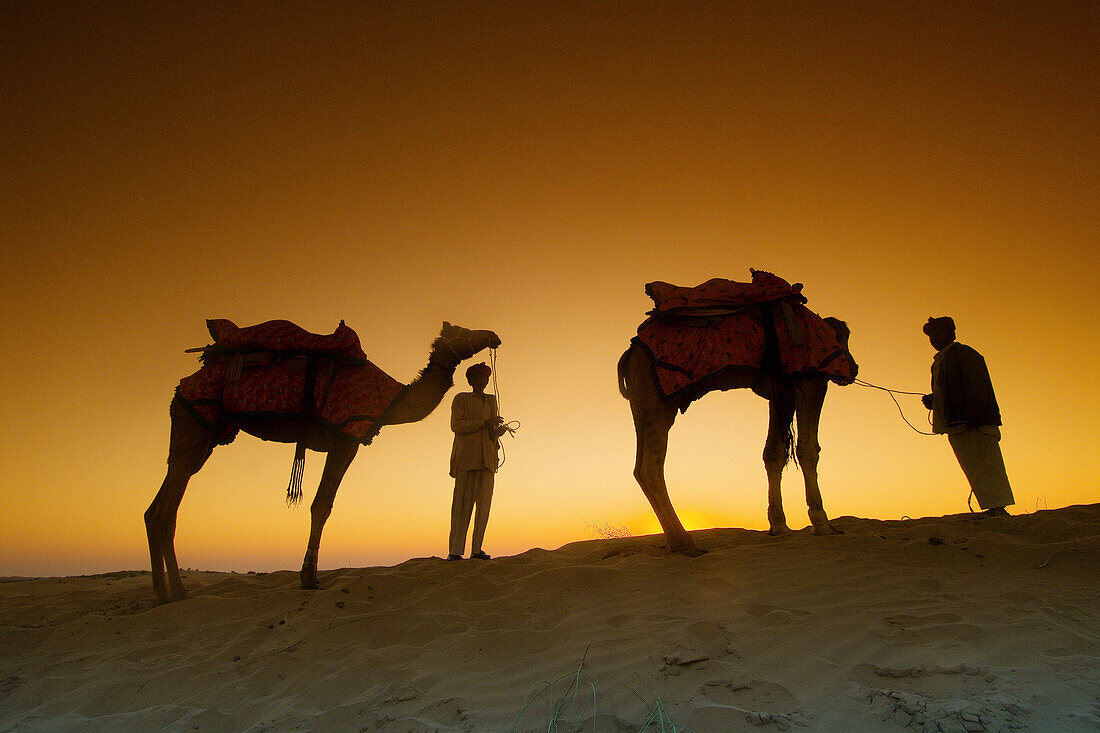 Camels on top of the Kanoi Sand Dunes at sunset, Thar Desert, near Jaisalmer, Rajasthan, India