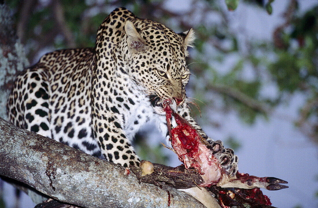 Leopard (Panthera pardus) devouring prey. Masai Mara, Kenya