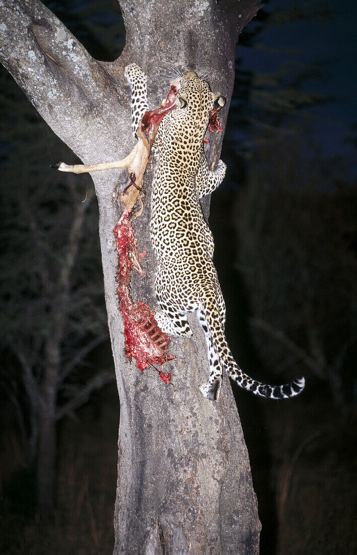 Leopard (Panthera pardus) with prey on tree. Masai Mara, Kenya