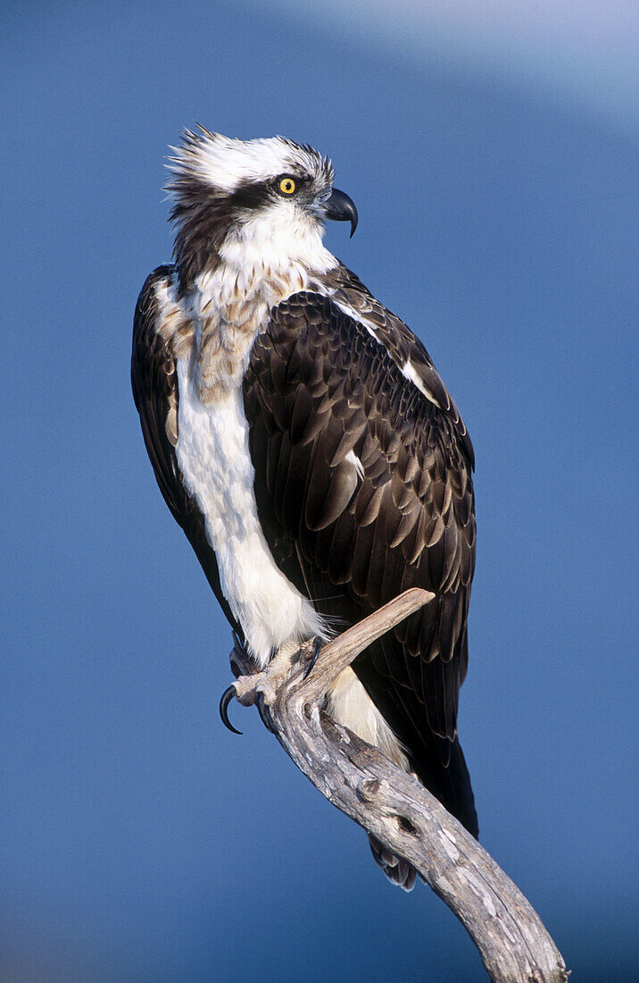 Osprey (Pandion haliaetus) on perch