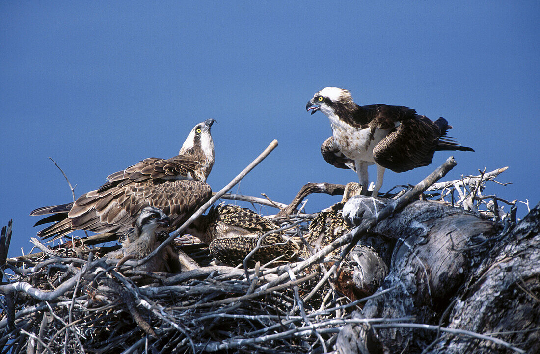 Pair of Osprey (Pandion haliaetus) in nest with chicks