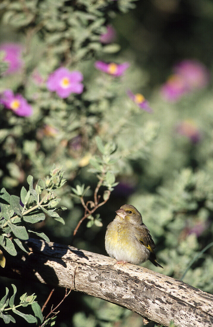 European Greenfinch (Chloris chloris) and Rock Rose (Cistus sp.)