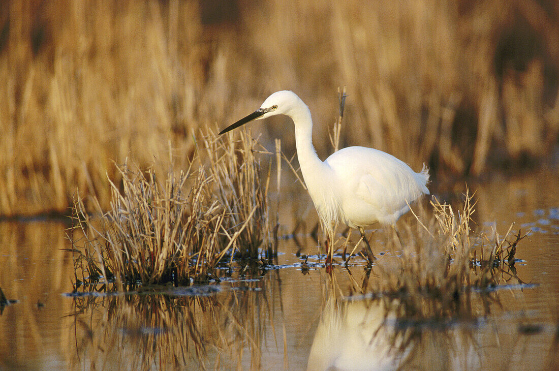 Little Egret (Egretta garzetta)