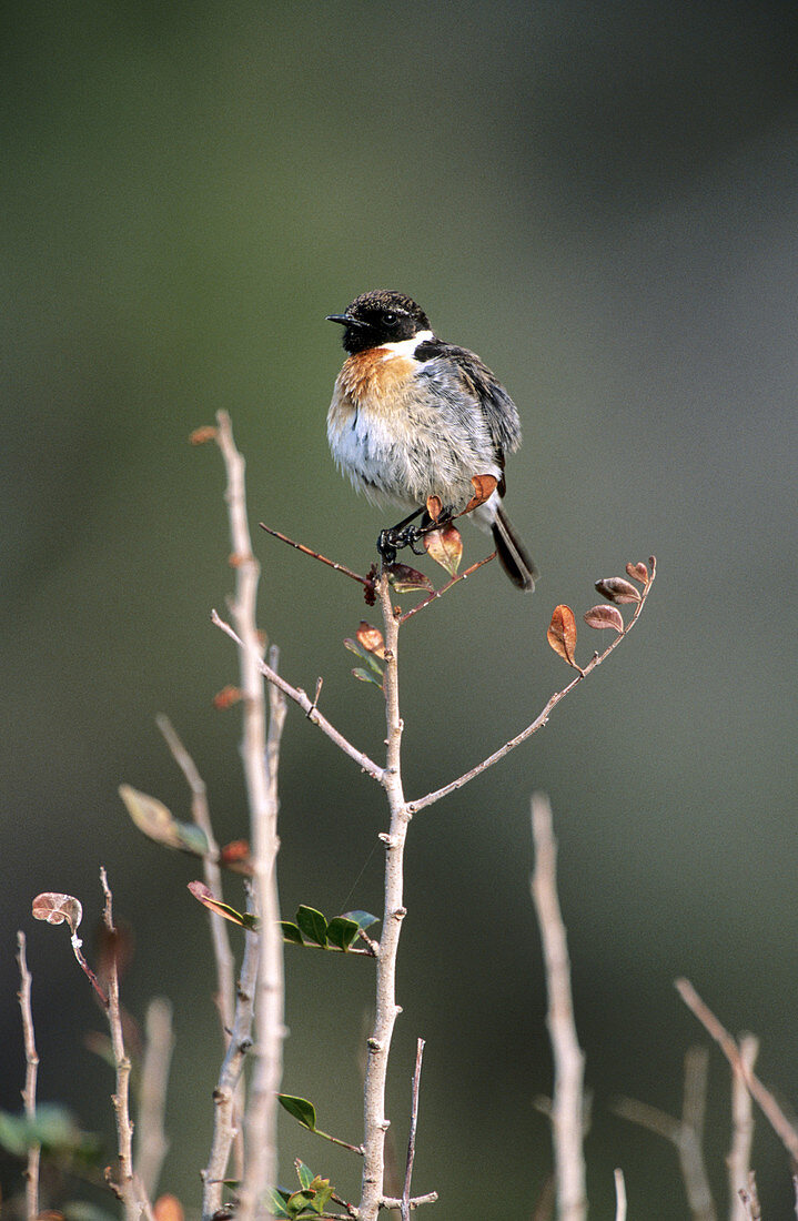 Stonechat (Saxicola torquata)