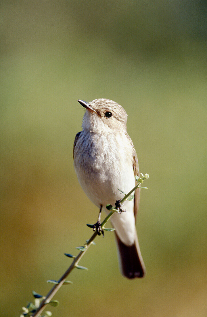 Spotted Flycatcher (Muscicapa striata)