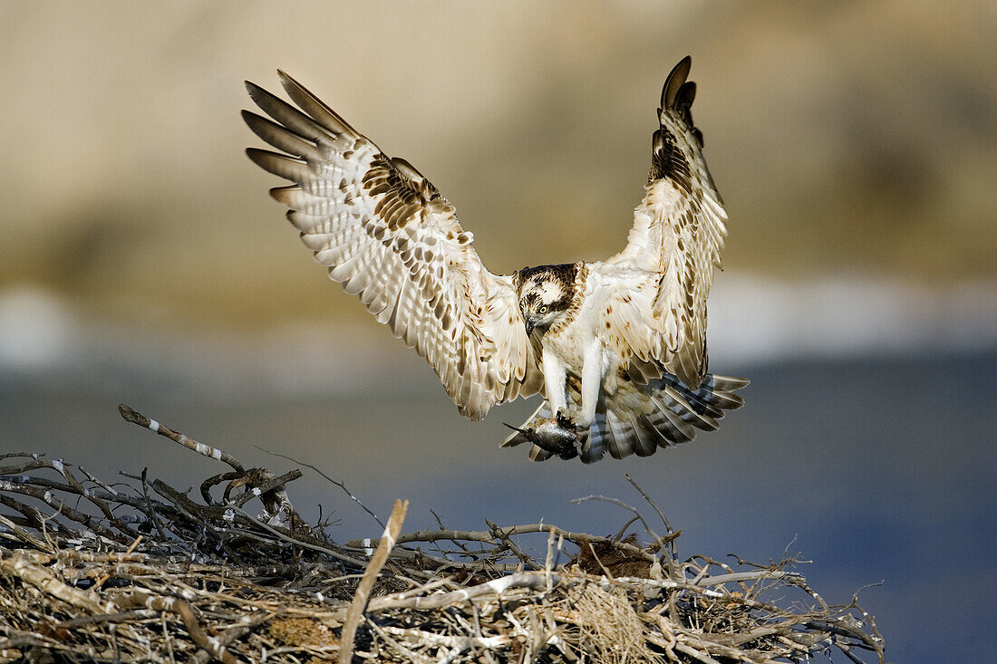 Osprey arriving to the nest