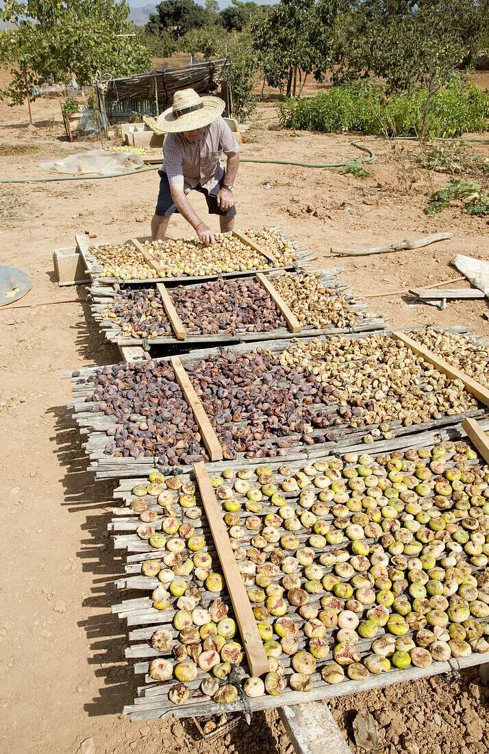 Drying figs in Majorca, Spain