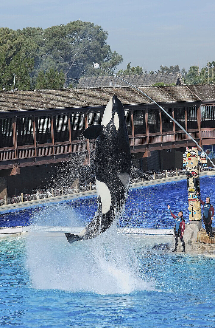 Killer whale jumping out of water to performance in show, San Diego SeaWorld.