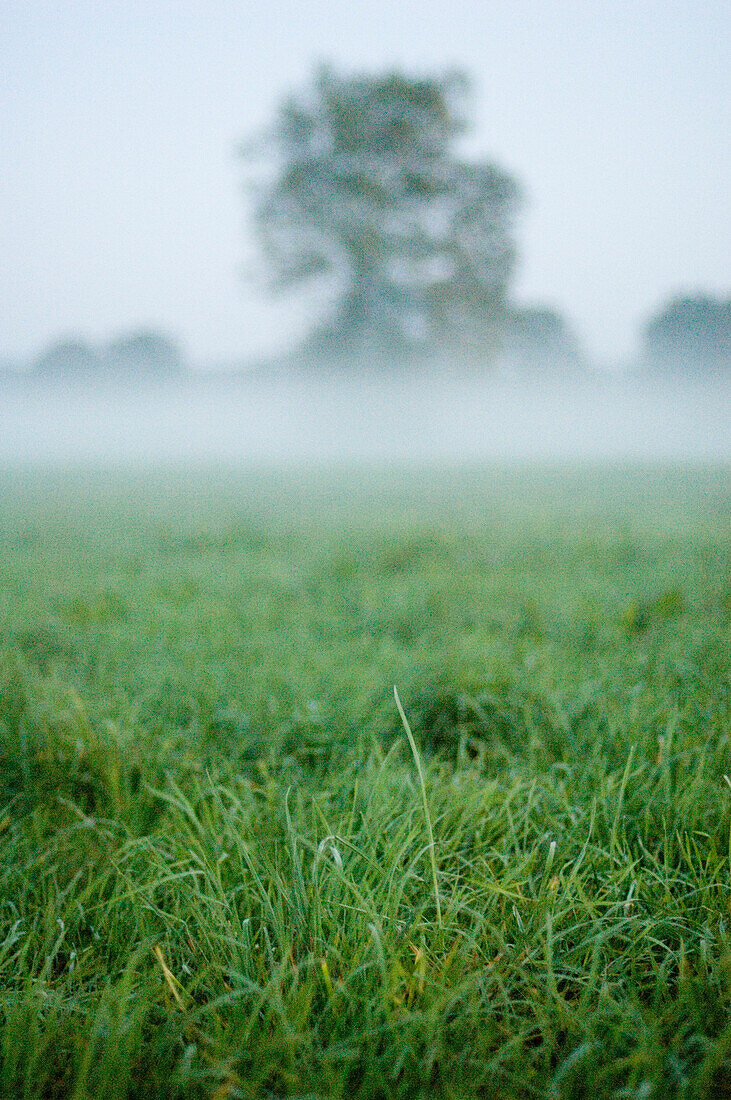 Wiese mit Baum und Nebel im Abendlicht, Isartal, Wolfratshausen, Bayern, Deutschland