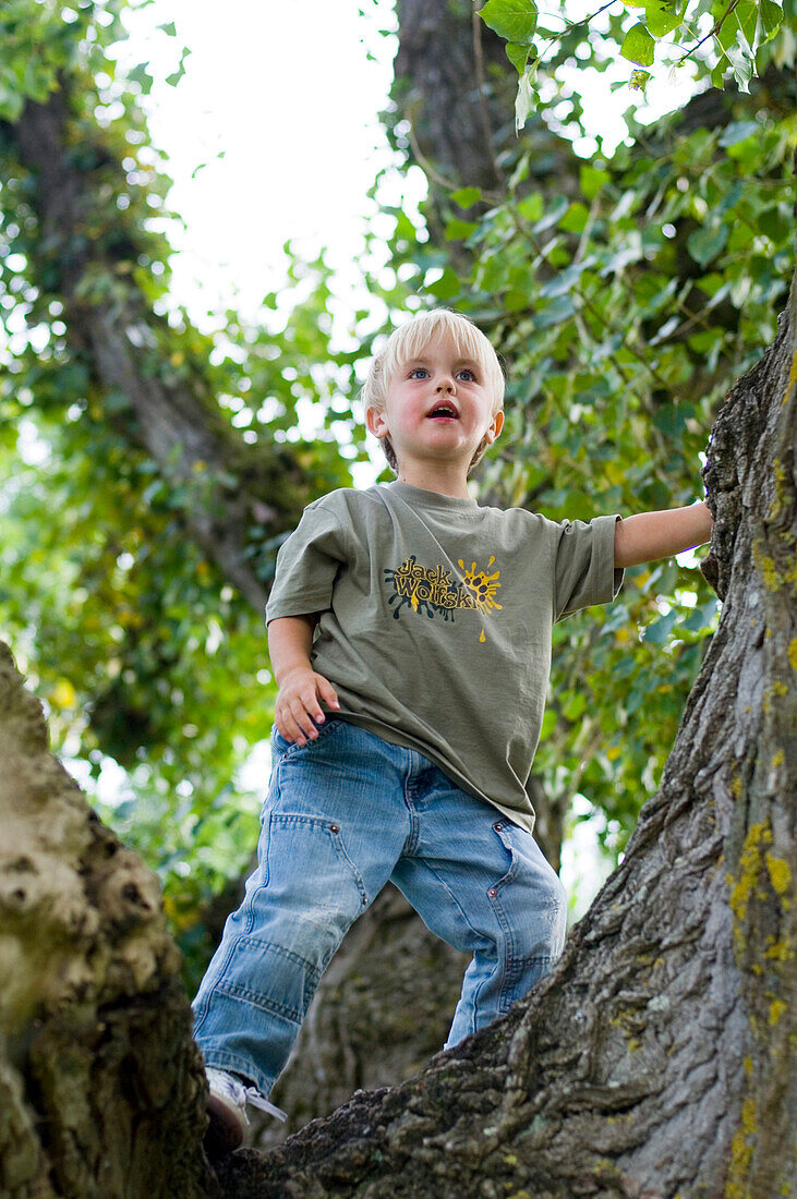 Young boy climbing trees, bavaria, Germany