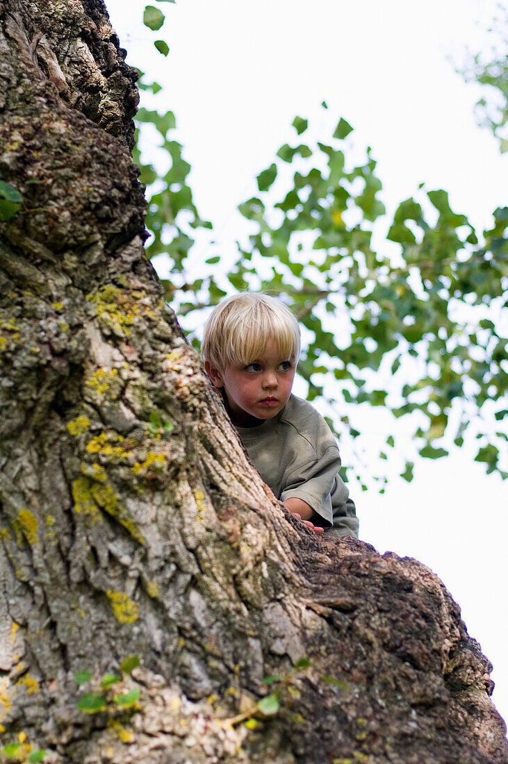 Junge klettert auf einen Baum