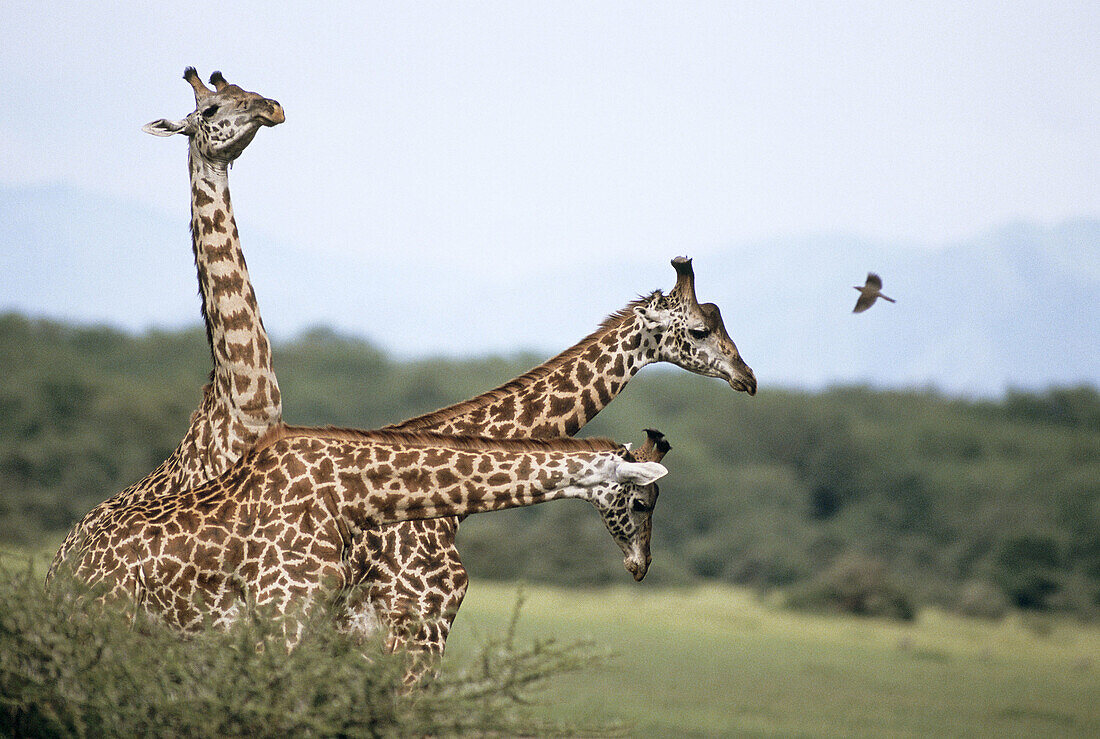 Giraffe. African fauna.