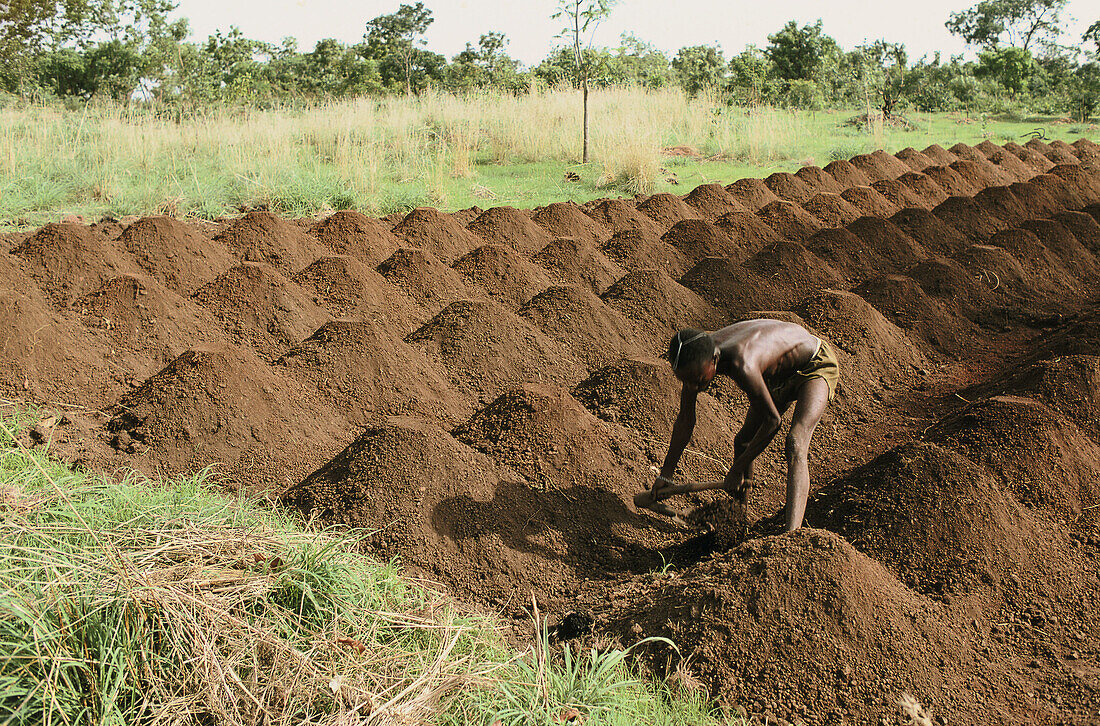 Agricultural culture. Atakora. Benin.